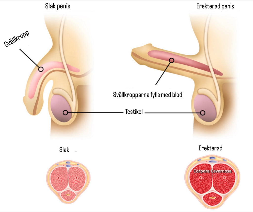NORVAÉ™ PrimePuls